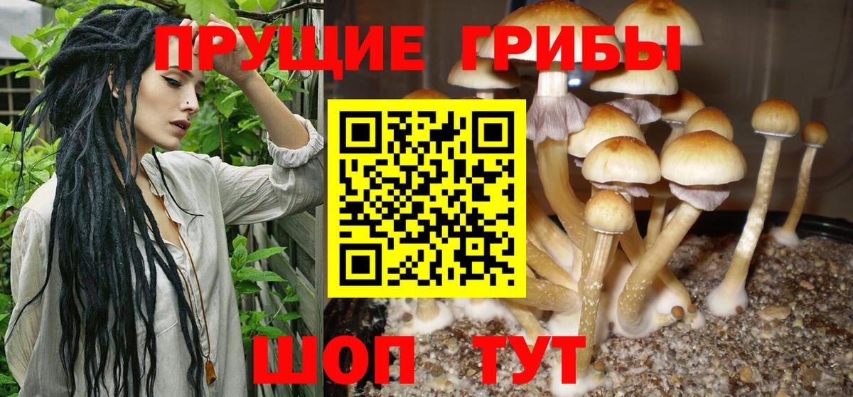 Псилоцибиновые грибы Psilocybine cubensis Гурьевск